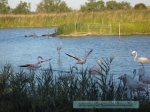 Parc Ornithologique Pont De Gau