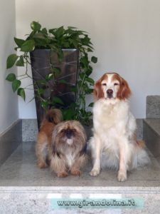 Le mie bellissime cagnoline, Birba e Luna