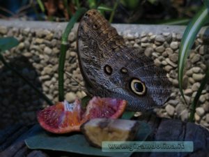 Collodi Butterfly House