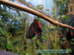 Collodi Butterfly House