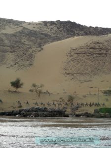 Deserto Sahara cammellata Egitto