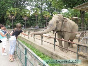 Zoo Pistoia Girandolina e l' elefante