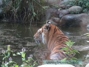 Zoo Pistoia la tigre