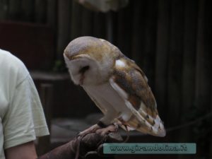 Zoo Pistoia spettacolo dei falconieri