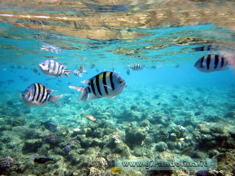  Parco Naturale Marino di Ras Mohammed