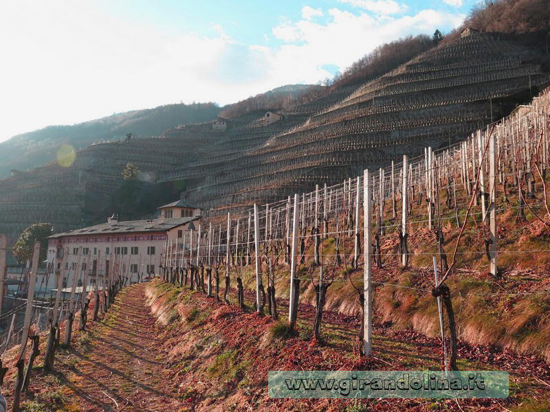 Tenuta la Gatta e i suoi vitigni