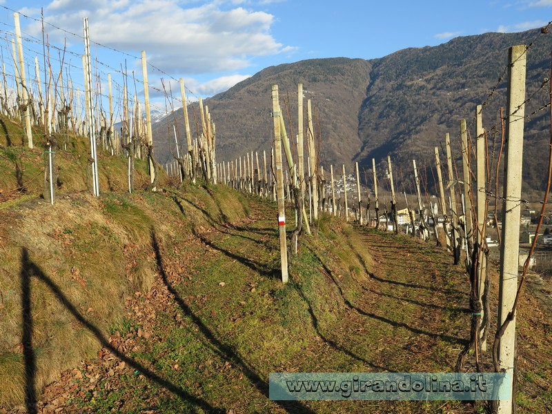 I Vitigni del Nebbiolo