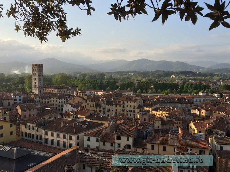 Lucca vista dall' alto della Torre Guinigi