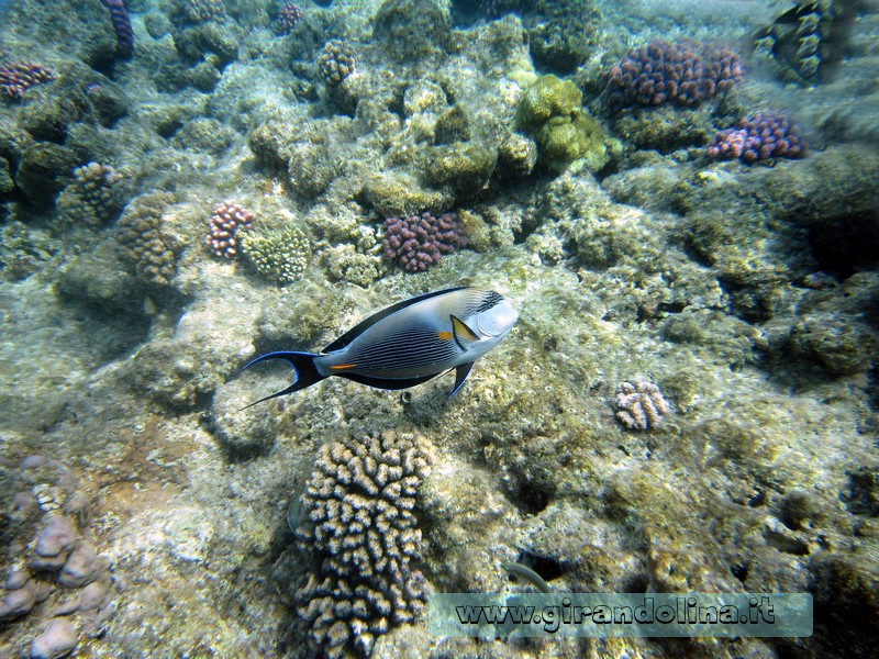 Il Parco Naturale Marino di Ras Mohammed