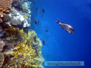 Snorkelling nella Barriera Corallina di Sharm El Sheikh