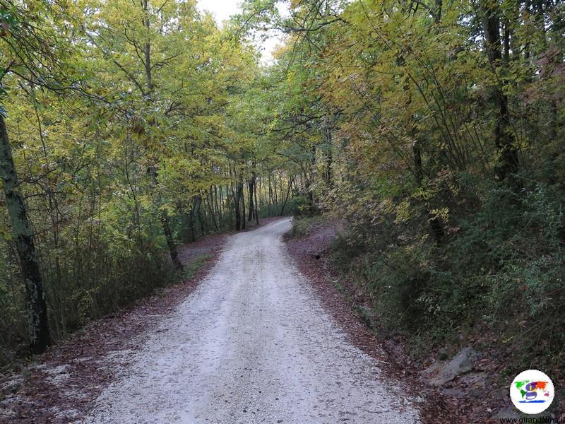 Il Cantico della Natura e il suo bosco