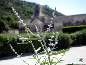Abbazia di Senanque, Provenza