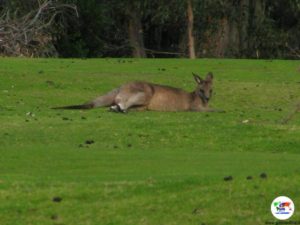 Canguro, Sydney - Australia