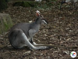 Canguro, Sydney - Australia