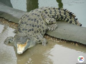 Crocodile Farm- Cairns -Australia