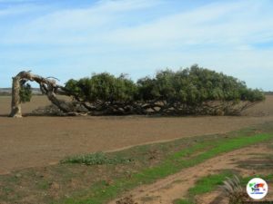 Deserto rosso australiano