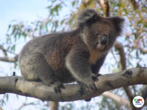 Koala, Kangaroo Island- Australia
