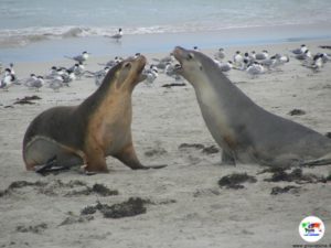 Colonia leoni marini, Kangaroo Island- Australia