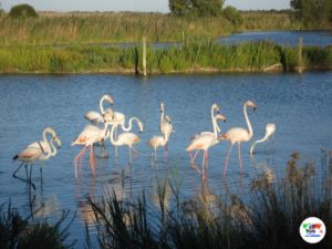 Parc Ortnitologique de Pont de Gau, Camargue- Francia