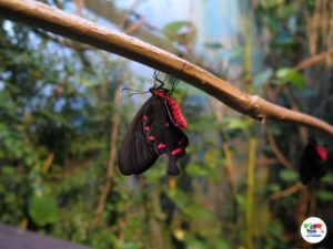 Butterfly House, Villa Garzoni Pistoia