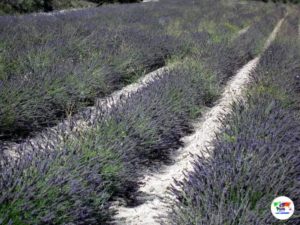 Lavanda, Provenza- Francia