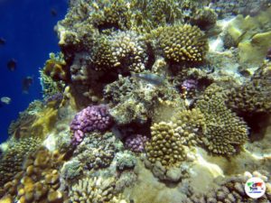 Barrierra Corallina Sharm El Sheikh- Egitto