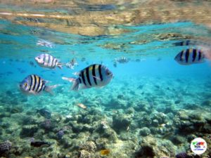 Barrierra Corallina Sharm El Sheikh- Egitto