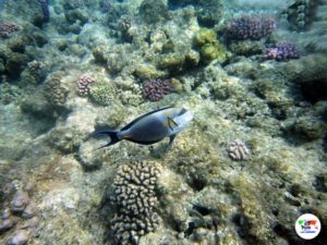 Barrierra Corallina Sharm El Sheikh- Egitto