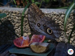 Butterfly House, Villa Garzoni Pistoia