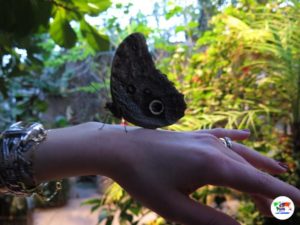 Butterfly House, Villa Garzoni Pistoia