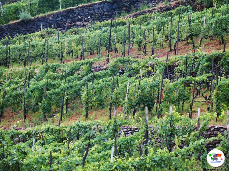 I vitigni della Valtellina