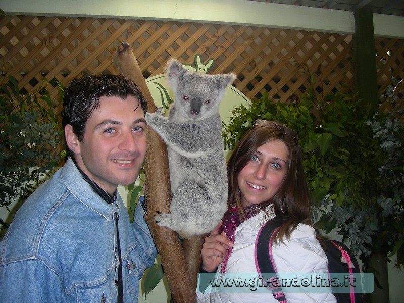 Australia cosa vedere Alessio e Elisa con il Koala