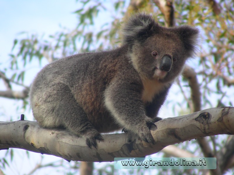 Australia Viaggio di Nozze -Il Koala l' animale simbolo dell'Australia