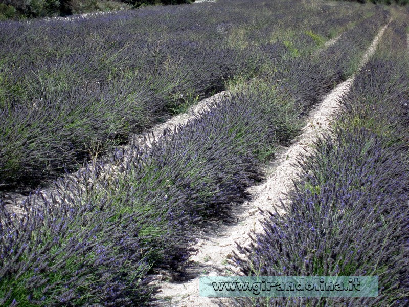 Un bellissimo campo di lavanda, ancora in fiore