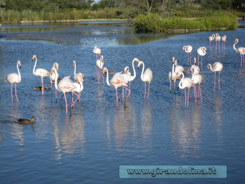 Camargue -Il Parc Ornithologique de Pont du Gau