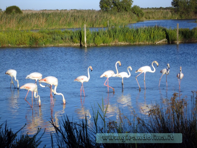 Camargue -Il Parc Ornithologique de Pont du Gau