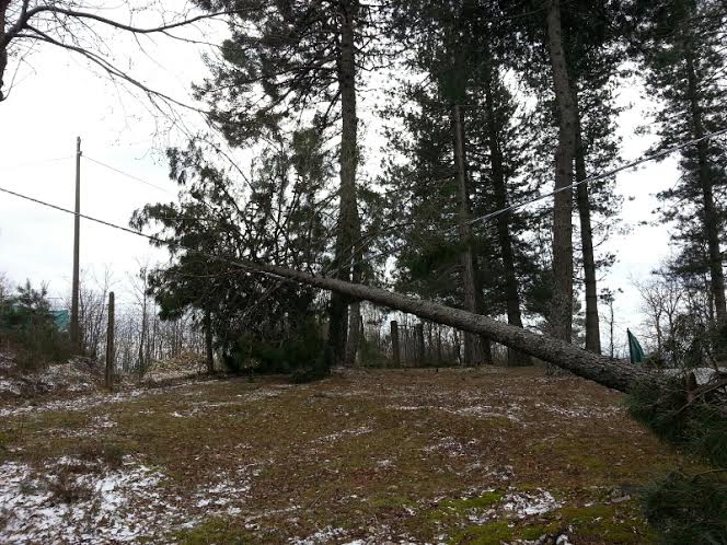 Albero caduto su un cavo enel ( Photo credits Il tirreno geolocal)