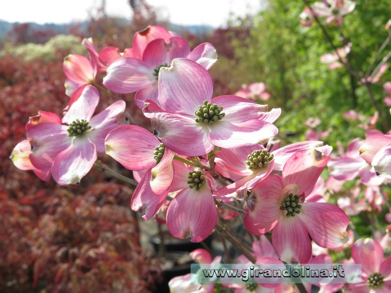 Il Cornus in fioritura