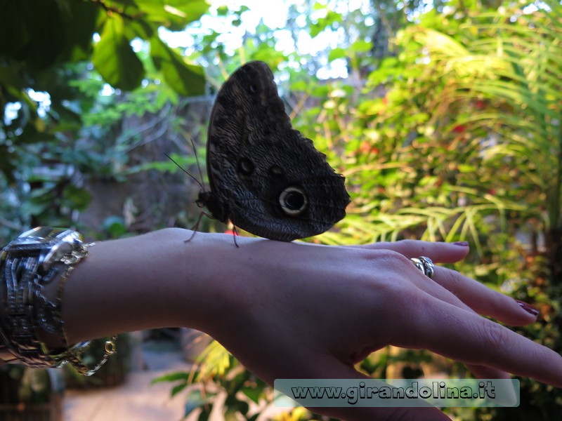 Collodi Buttefly House, una farfalla sul mio polso
