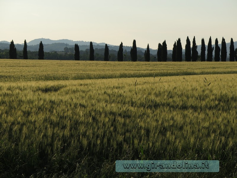 I campi della Val d'Orcia con gli iconici cipressi nella Toscana Centrale