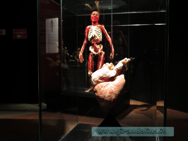 Body Worlds Firenze