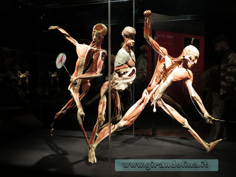 Body Worlds Firenze