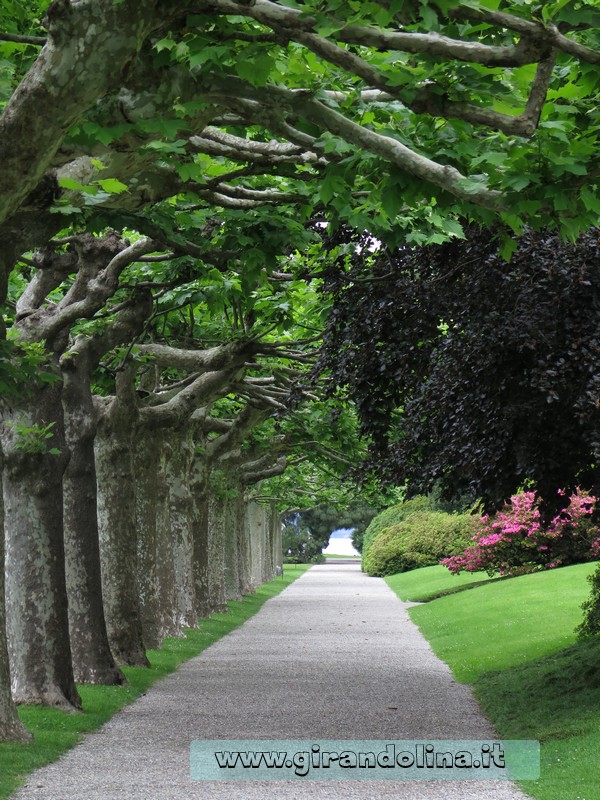 Il Viale di Platani nel parco di Villa Melzi