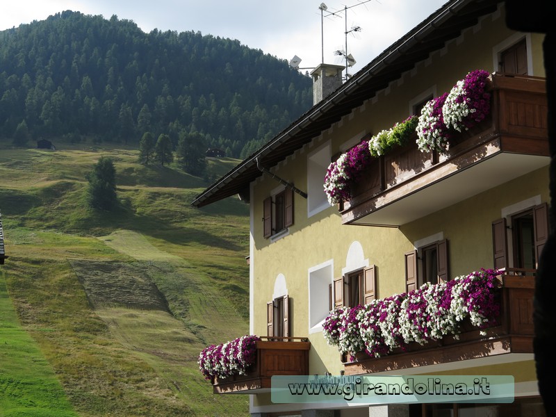 Livigno e i suoi fiori