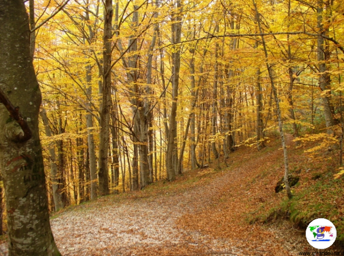 Foliage autunnale