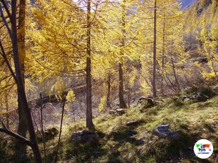 Foliage autunnale