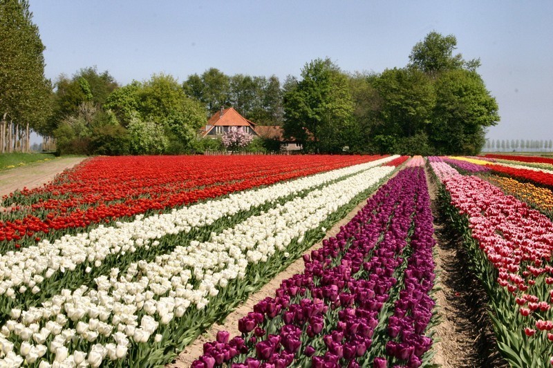 Olanda da vedere, i paesaggi dei campi di fiori (ph Netherlands Board of Tourism & Conventions" )