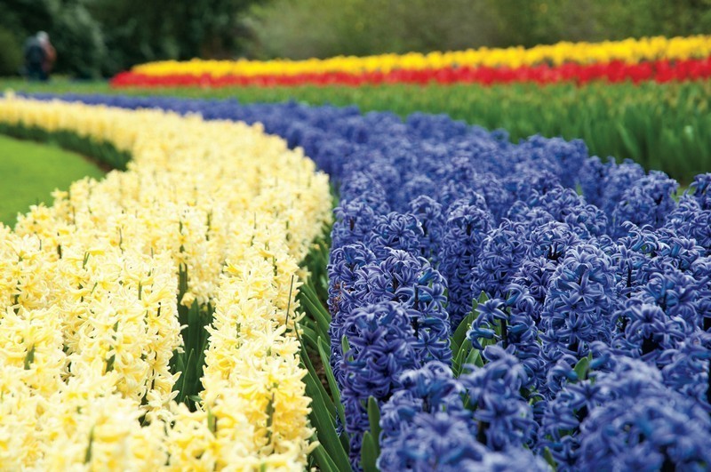 Olanda da vedere, i paesaggi dei campi di fiori del parco di Keukenhof (ph Netherlands Board of Tourism & Conventions" )