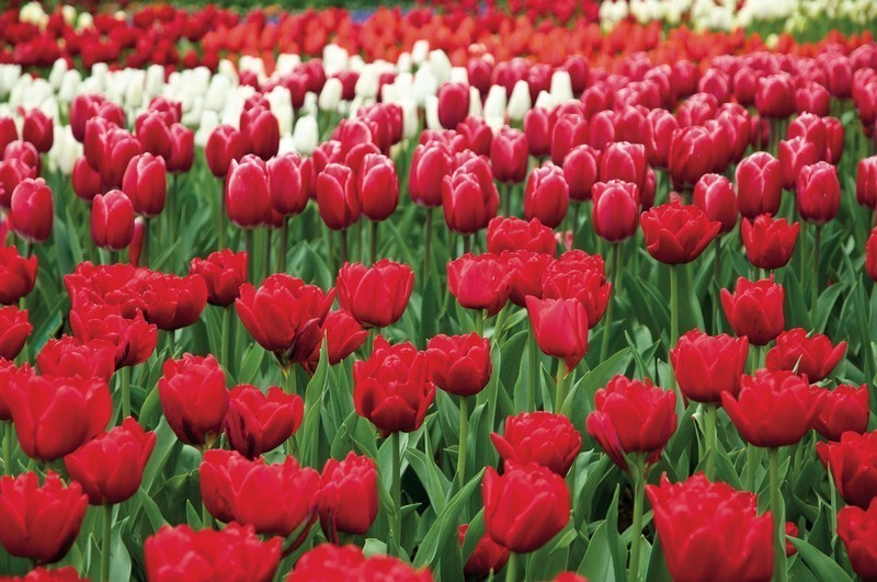 Olanda da vedere, i paesaggi dei campi di fiori del parco di Keukenhof (ph Netherlands Board of Tourism & Conventions" )