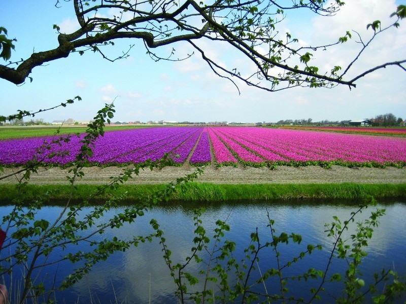 Olanda da vedere, i paesaggi dei campi di fiori Bollenstreek (ph Netherlands Board of Tourism & Conventions" )